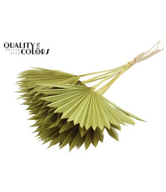 QC Gedrood Palmblad | Palm Sun Spear Geel | Per 50 stuks