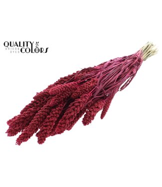 QC Gierst per bunch Cerise ( x 15 )