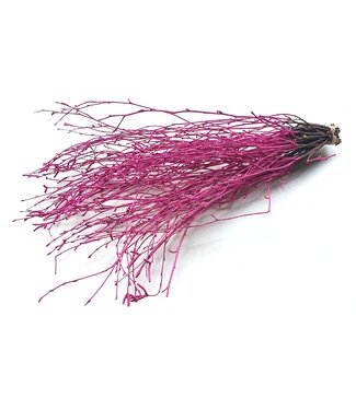 QC Birch 70cm 10stems per bunch Cerise ( x 10 )