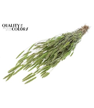QC Polypogon per bunch Frosted Mint green ( x 6 )