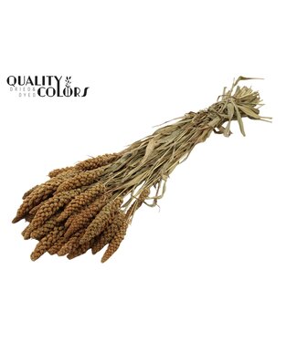QC Gierst per bunch Natural ( x 6 )