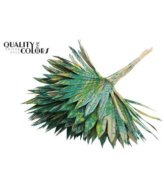 QC Feuille de palmier séchée | Mélange de lances de palmier vert | Par 50 pièces