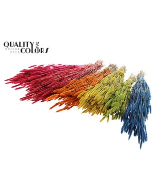 QC Polypogon per bunch Mixed colours ( x 6 )