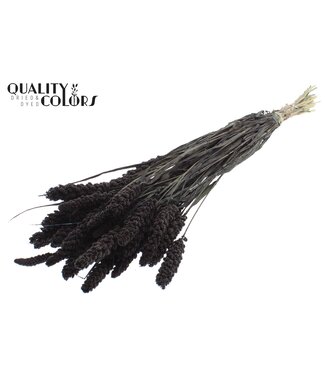 QC Gierst per bunch Black ( x 6 )