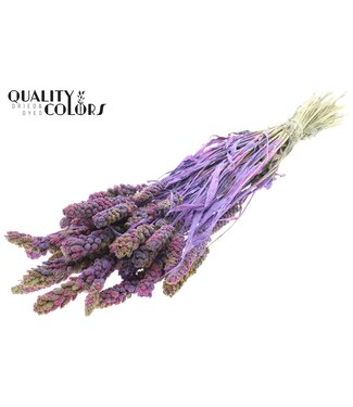 QC Gierst per bunch Multicolour Milka ( x 6 )