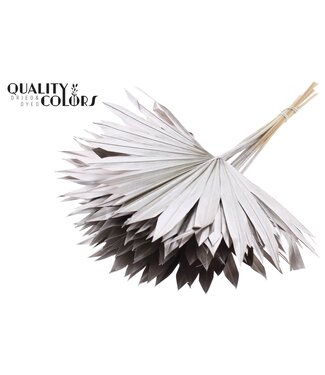 QC Getrocknetes Palmblatt | Palm Sun Spear Champagnerfarben | Pro 50 Stück