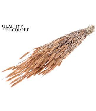 QC Polypogon per bunch Frosted Salmon ( x 6 )