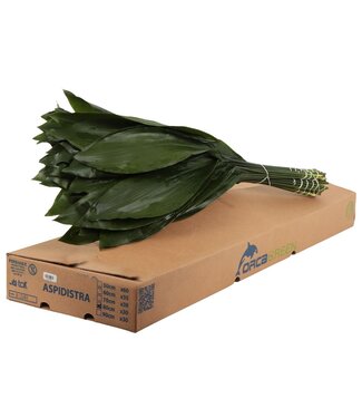 AD Aspidistra Orca ( x 1 )