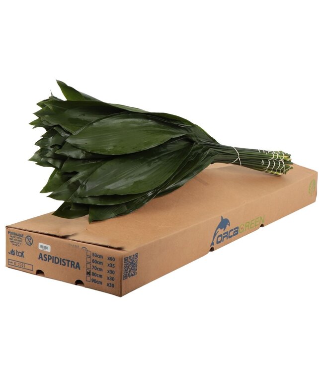 Aspidistra Orca ( x 1 )