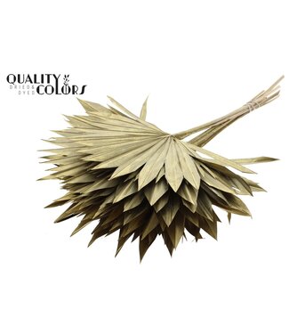QC Gedrood Palmblad | Palm Sun Spear Goudkleurig | Per 50 stuks