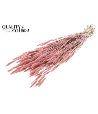 QC Polypogon per bunch Frosted Pink | Per 6 stuks