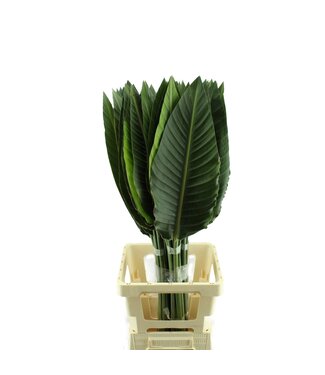 AD Strelitzia Blad ( x 50 )