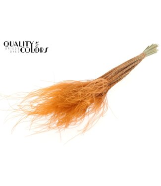 QC Stypha Penata 10 tufts per bunch Terracotta ( x 10 )