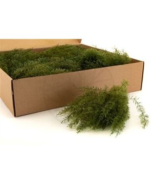 AD Air Fern Gepreserveerd ( x 1 )