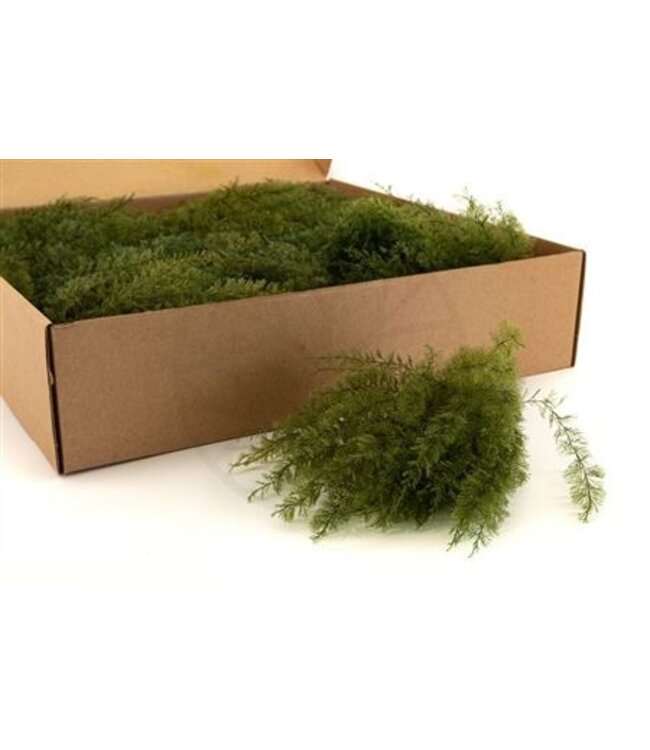 Air Fern Gepreserveerd ( x 1 )