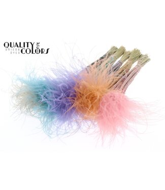 QC Stypha Penata 10 tufts per bunch Pastel Mix ( x 10 )