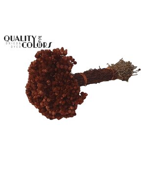 QC Immortelle per bunch Brown ( x 10 )