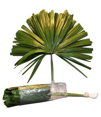 AD Rhapis Cut | Per stuk