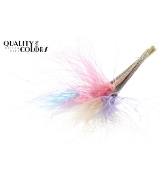 QC Stypha Penata 10 tufts per bunch Colourful 1 ( x 10 )