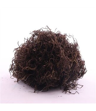 AD Tillandsia Grof Gepreserveerd Cafe ( x 1 )