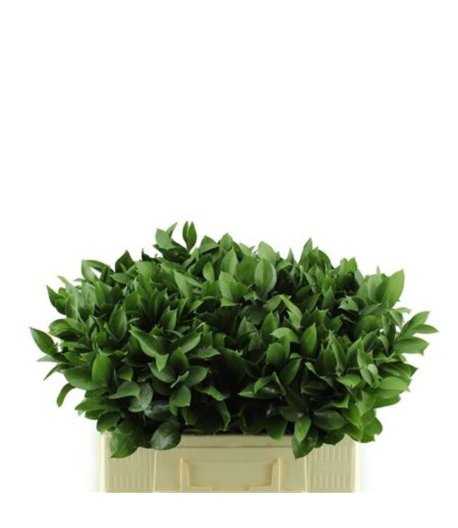 Ruscus Hypophyllum ( x 200 )