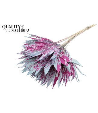 QC Feuille de Palmier Séchée | Lance de Soleil Palmier Éclaboussé Bleu Clair Cerise | Par 50 pièces