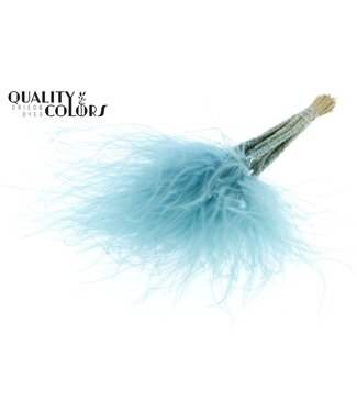 QC Stypha Penata 10 tufts per bunch Pastel Blue ( x 10 )
