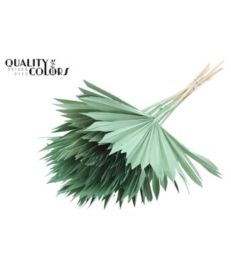 QC Gedrood Palmblad | Palm Sun Spear Frosted Mint Green | Per 50 stuks