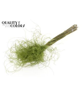 QC Stypha Penata 10 tufts per bunch Olive Green ( x 10 )