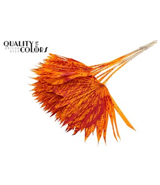 QC Feuille de Palmier Séchée | Lance de Soleil Palmier Éclaboussée Orange Rouge | Par 50 pièces