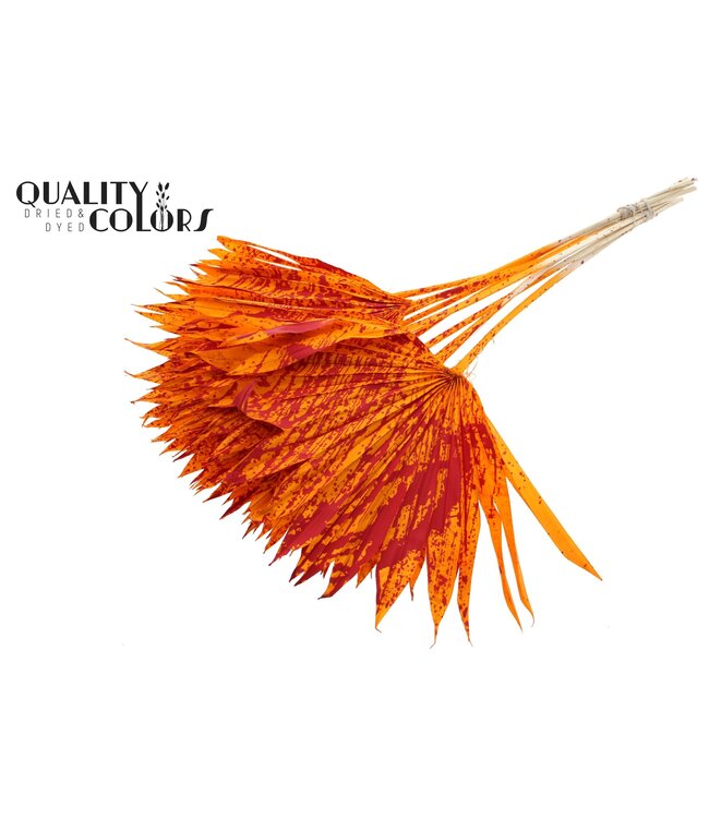 Feuille de palmier séchée | Lance de soleil palmier éclaboussée orange rouge | À commander par 50 pièces