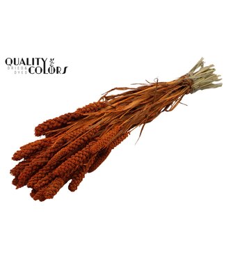 QC Gierst per bunch Orange ( x 15 )