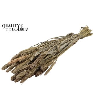QC Gierst per bunch Frosted White ( x 15 )