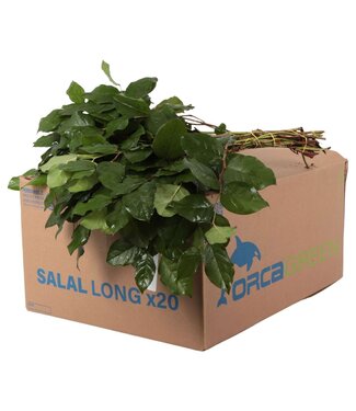 AD Salal Groot Orca ( x 1 )