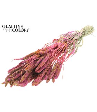 QC Gierst per bunch Multicolour Cerise ( x 6 )
