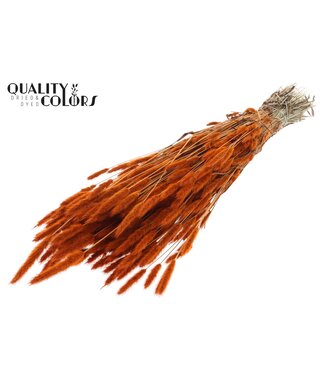 QC Polypogon per bunch Orange ( x 6 )