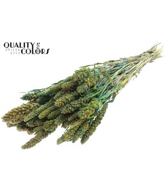 QC Gierst per bunch Multicolour Green ( x 6 )