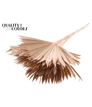QC Gedrood Palmblad | Palm Sun Spear Frosted Salmon | Per 50 stuks
