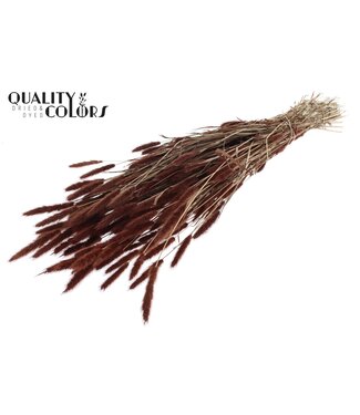 QC Polypogon per bunch Brown ( x 6 )