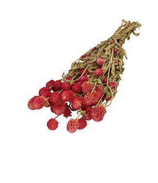4A Amarante globe séchée rose foncé | Fleurs séchées Gomphrena | Poids 110 grammes | Longueur 65 centimètres | Par bouquet