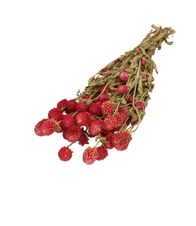 Amarante globe séchée rose foncé | Fleurs séchées Gomphrena | Poids 110 grammes | Longueur 65 centimètres | À commander par bouquet