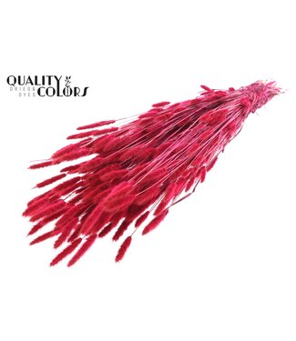 QC Polypogon per bunch Cerise ( x 30 )