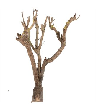 AD Seringen Hout ( x 1 )