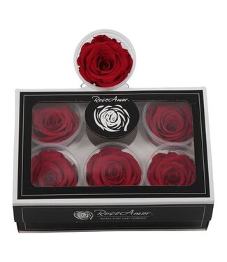 AD Rosa Preserved Xl Red 02 | Per 6 stuks