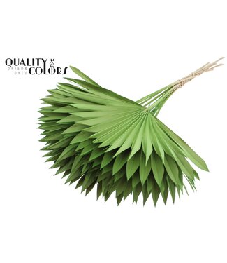 QC Gedrood Palmblad | Palm Sun Spear Lichtgroen | Per 50 stuks
