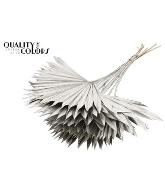 QC Gedrood Palmblad | Palm Sun Spear Platinakleurig | Per 50 stuks