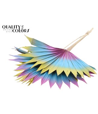 QC Gedrood Palmblad | Palm Sun Spear Mix Ibiza | Per 50 stuks