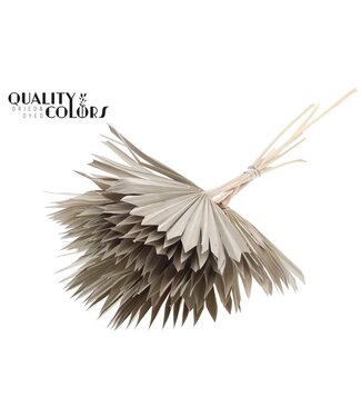 QC Gedrood Palmblad | Palm Sun Spear Frosted White | Per 50 stuks