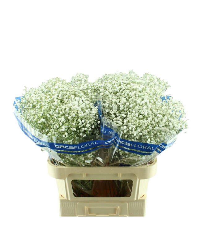 Gypsophila Xlence Orca ( x 50 )