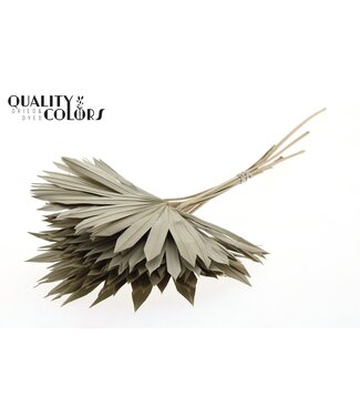 QC Gedrood Palmblad | Palm Sun Spear Naturel | Per 50 stuks